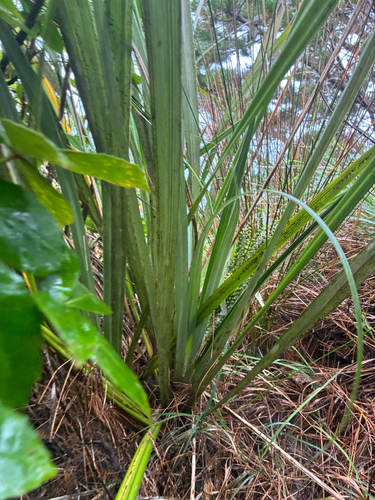 Astelia banksii, photograph 2