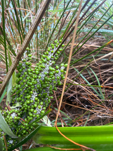 Astelia banksii, photograph 4