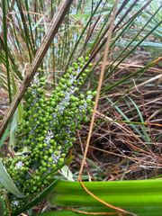 Astelia banksii, photograph (c) Chris Parminter, some rights reserved (CC BY)