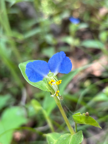 Asiatic dayflower