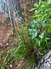 Astelia banksii, photograph (c) Chris Parminter, some rights reserved (CC BY)