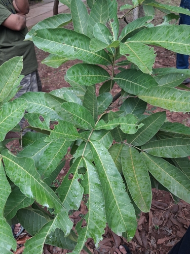 Schleichera oleosa observed 2026-08-29