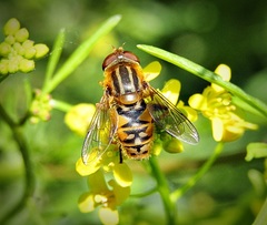 Parhelophilus