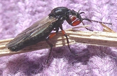 Bibio xanthopus