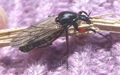 Bibio xanthopus