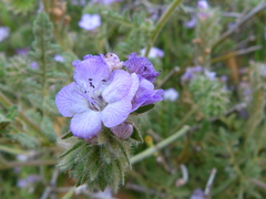 Phacelia tanacetifolia