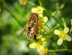 Parhelophilus