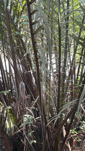 Mangrove Palm