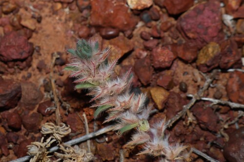 Sclerolaena lanicuspis, 2026-08-23