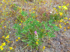 Lupinus microcarpus