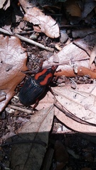 Erythrina herbacea image