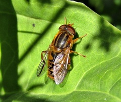 Parhelophilus