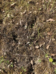 Leptosiphon parviflorus