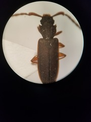Uleiota debilis