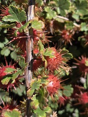 Ribes roezlii, photograph (c) John Thomlinson, some rights reserved (CC BY)