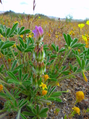 Lupinus microcarpus