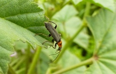 Cyrtomoptera divisa