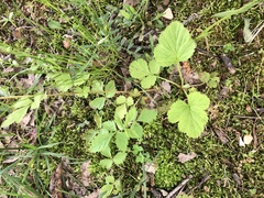 Geum vernum
