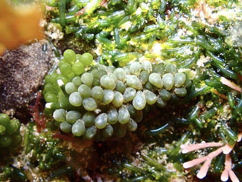 Stiliger smaragdinus observed 2026-08-29