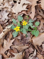 Chrysogonum