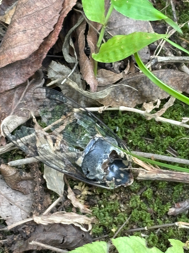 Robust Cicada