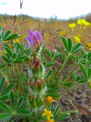 Lupinus microcarpus