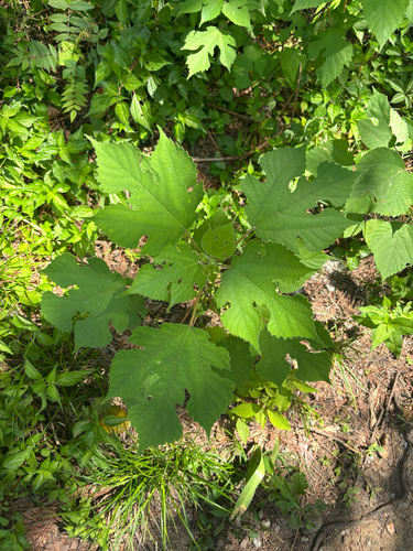 Paper mulberry