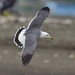 Black-tailed Gull - Photo (c) Kevin Lin, some rights reserved (CC BY-NC-SA)