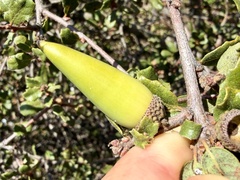Quercus dumosa, photograph (c) Henrik Kibak, some rights reserved (CC BY)