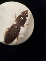 Clivina