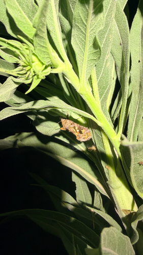 Soybean Looper Moth
