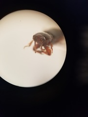 Clivina