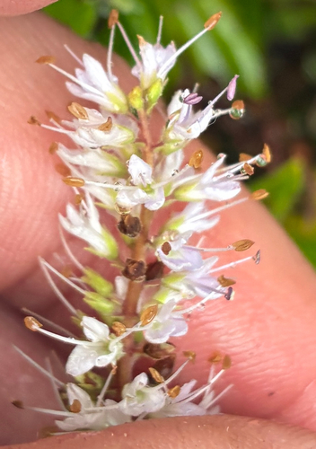 Veronica pubescens, photograph 2