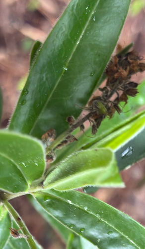 Veronica pubescens, photograph 5