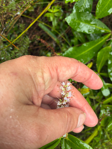 Veronica pubescens, photograph 3
