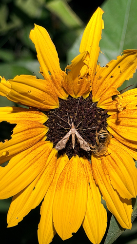Eggplant Leafroller Moth