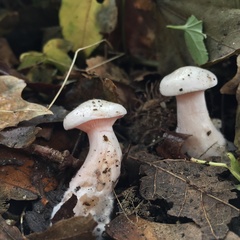Leucopaxillus rhodoleucus