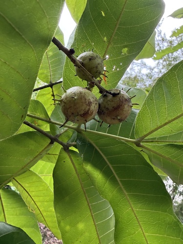 Schleichera oleosa observed 2026-08-29
