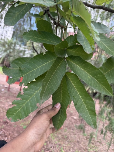 Schleichera oleosa, photograph 2