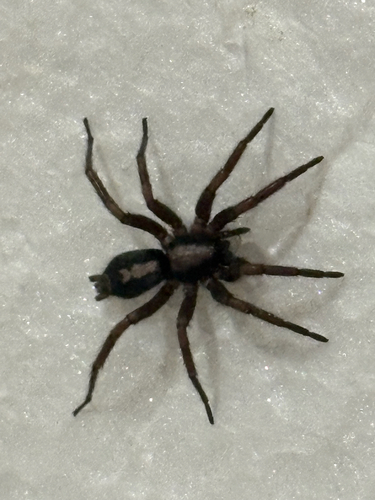 Eastern Parson Spider
