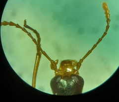 Cephaloon lepturides