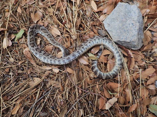 iNaturalist observation photo of Northern Pacific Rattlesnake