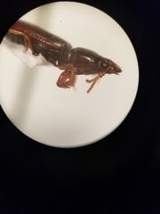 Clivina