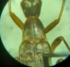 Cephaloon lepturides