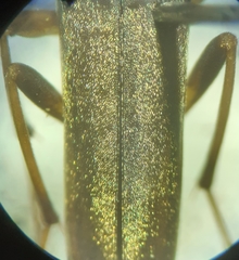 Cephaloon lepturides