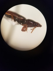 Clivina
