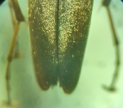 Cephaloon lepturides
