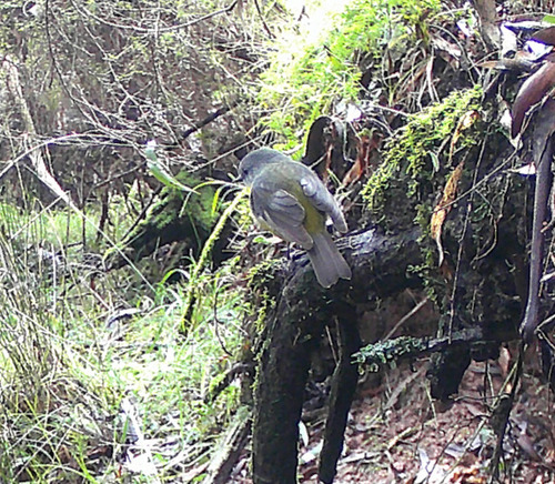 Eastern Yellow Robin