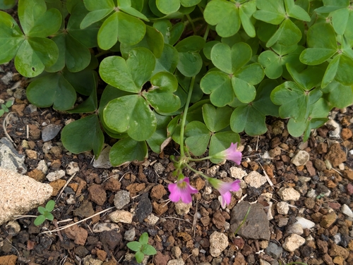 Oxalis debilis observed 2026-08-28
