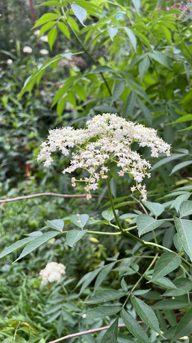Sambucus canadensis observed 2026-07-17